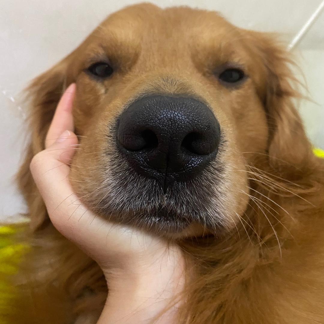 贝利小宝贝