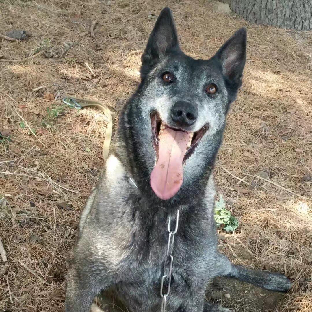 光头哥马犬