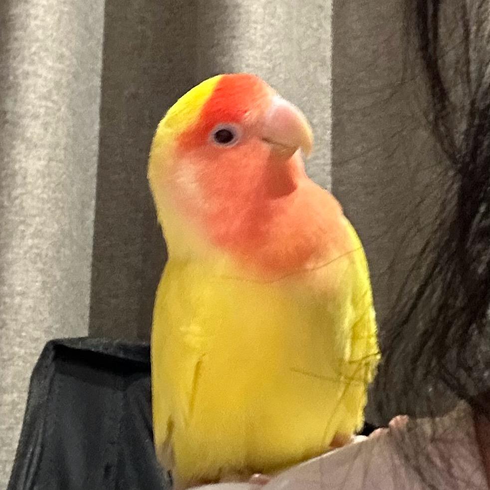 鬻