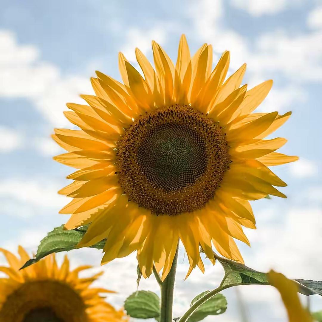 棒棒糖✎﹏龙儿（幸运的伍六七）