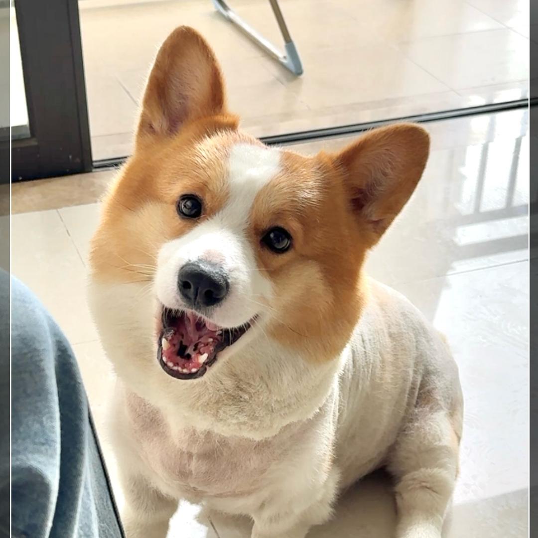 短腿柯基宝宝小凡