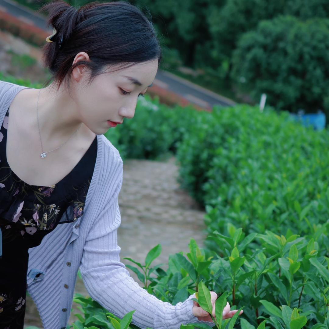 周周安吉白茶