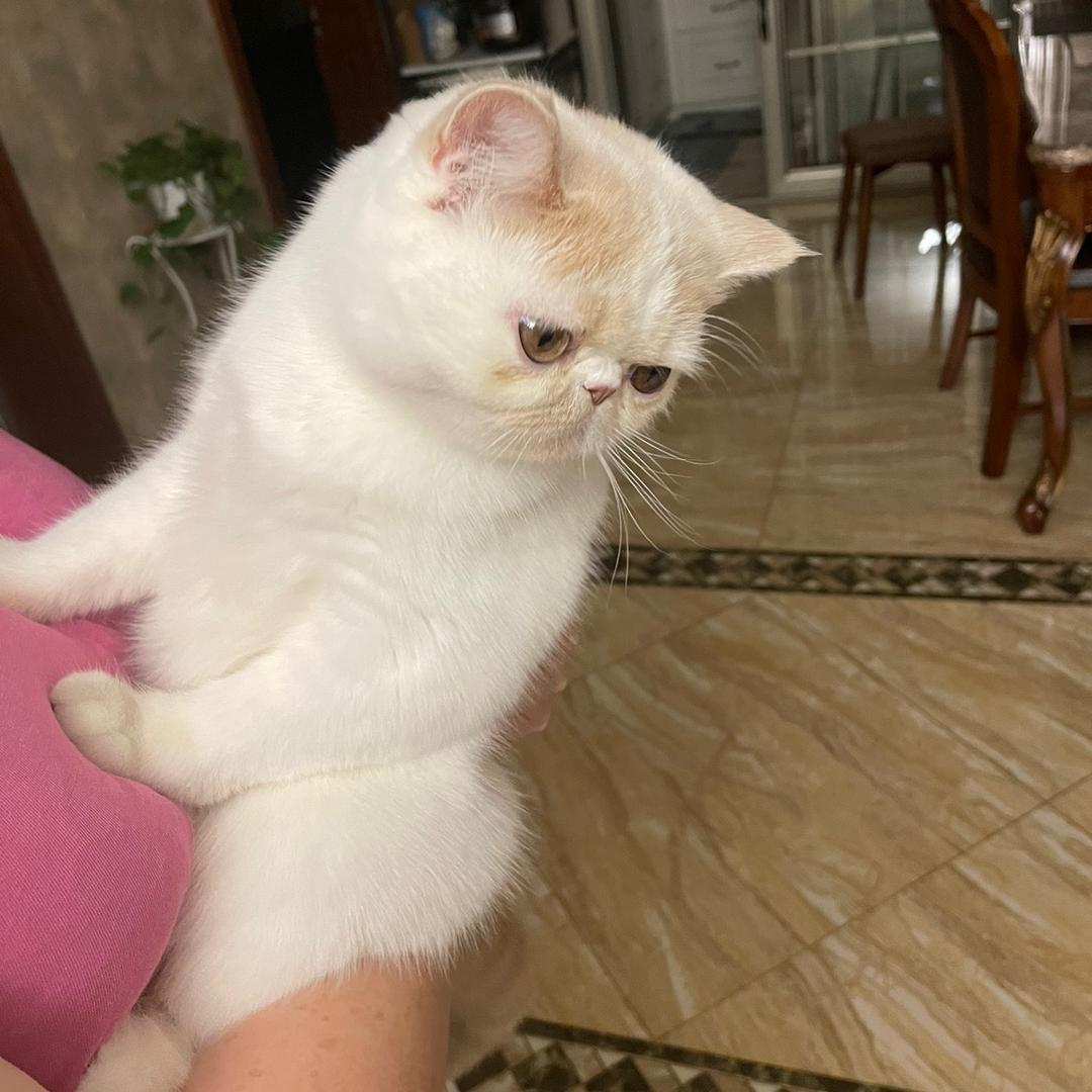 阿黑哥