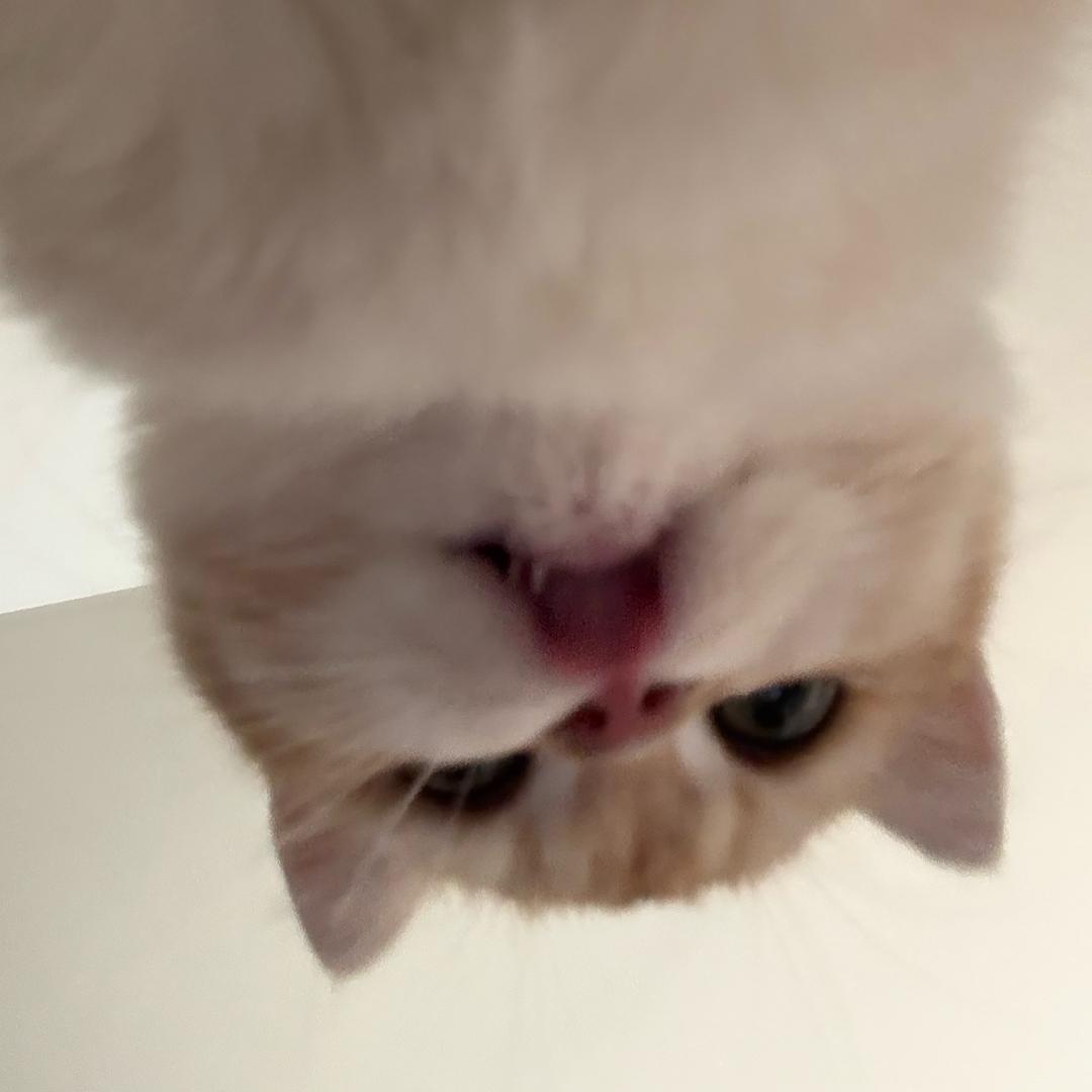 章鱼烧
