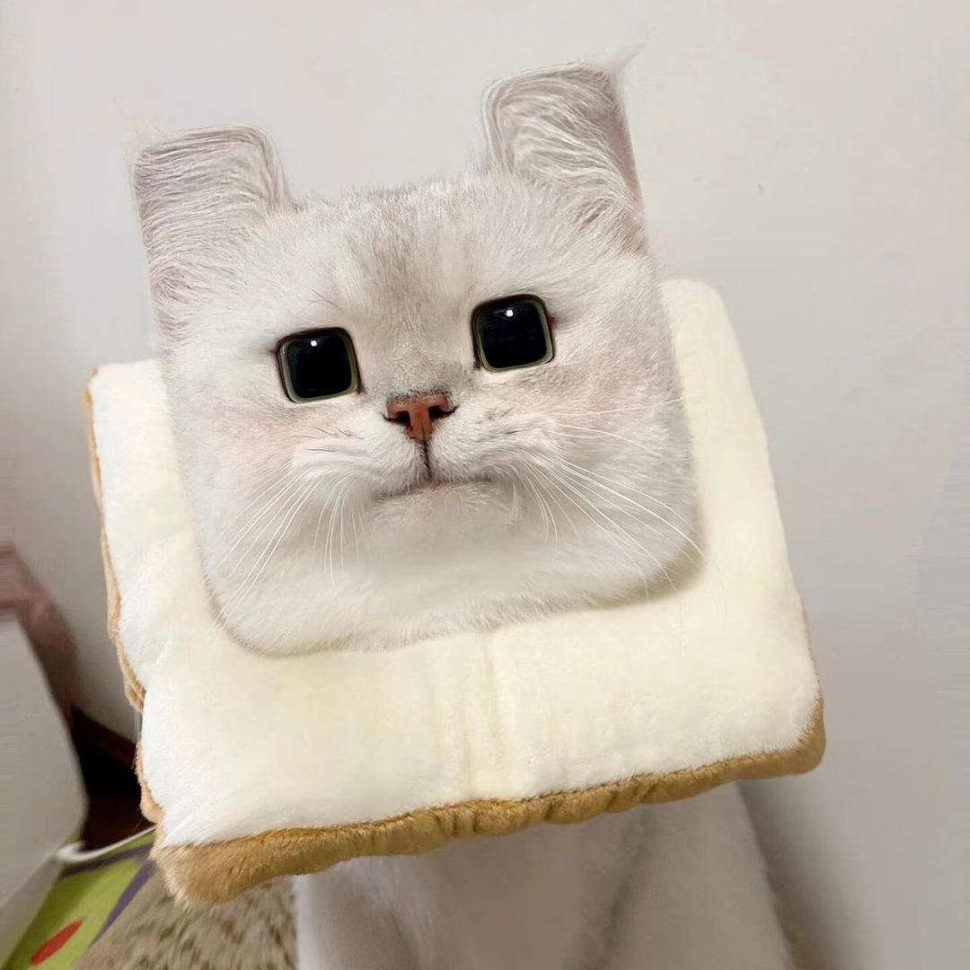盛世爱宠猫舍