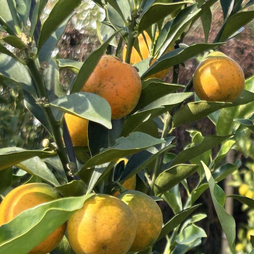 柳欣果蔬健康优品店