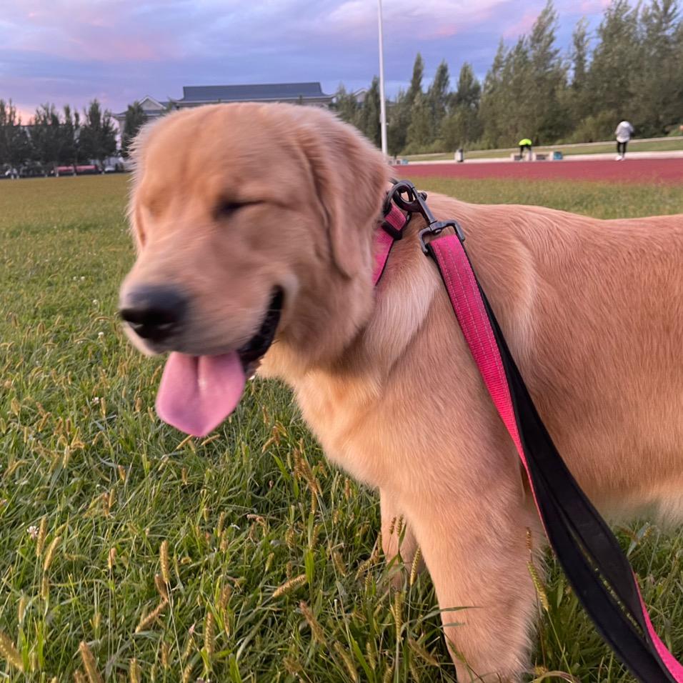 元宝-是只小金毛🦮