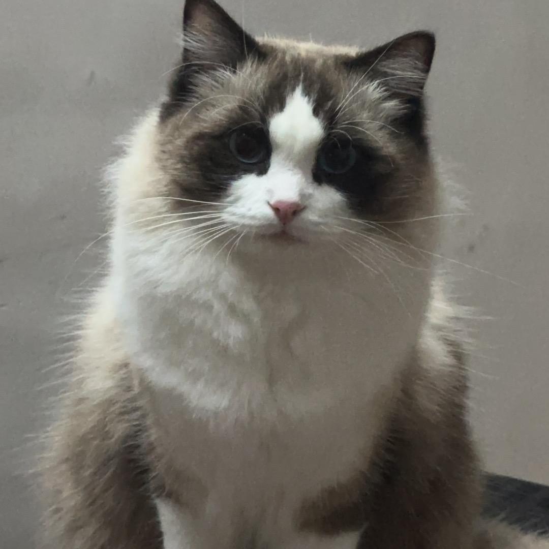 钟十一🐱