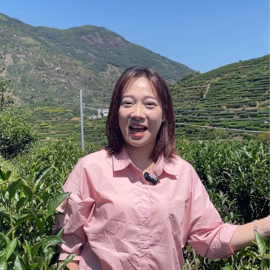 春茗茶叶