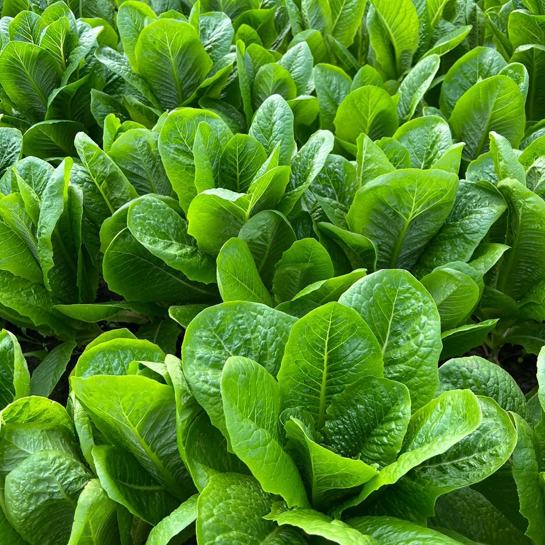 开心种业🌱老任种菜
