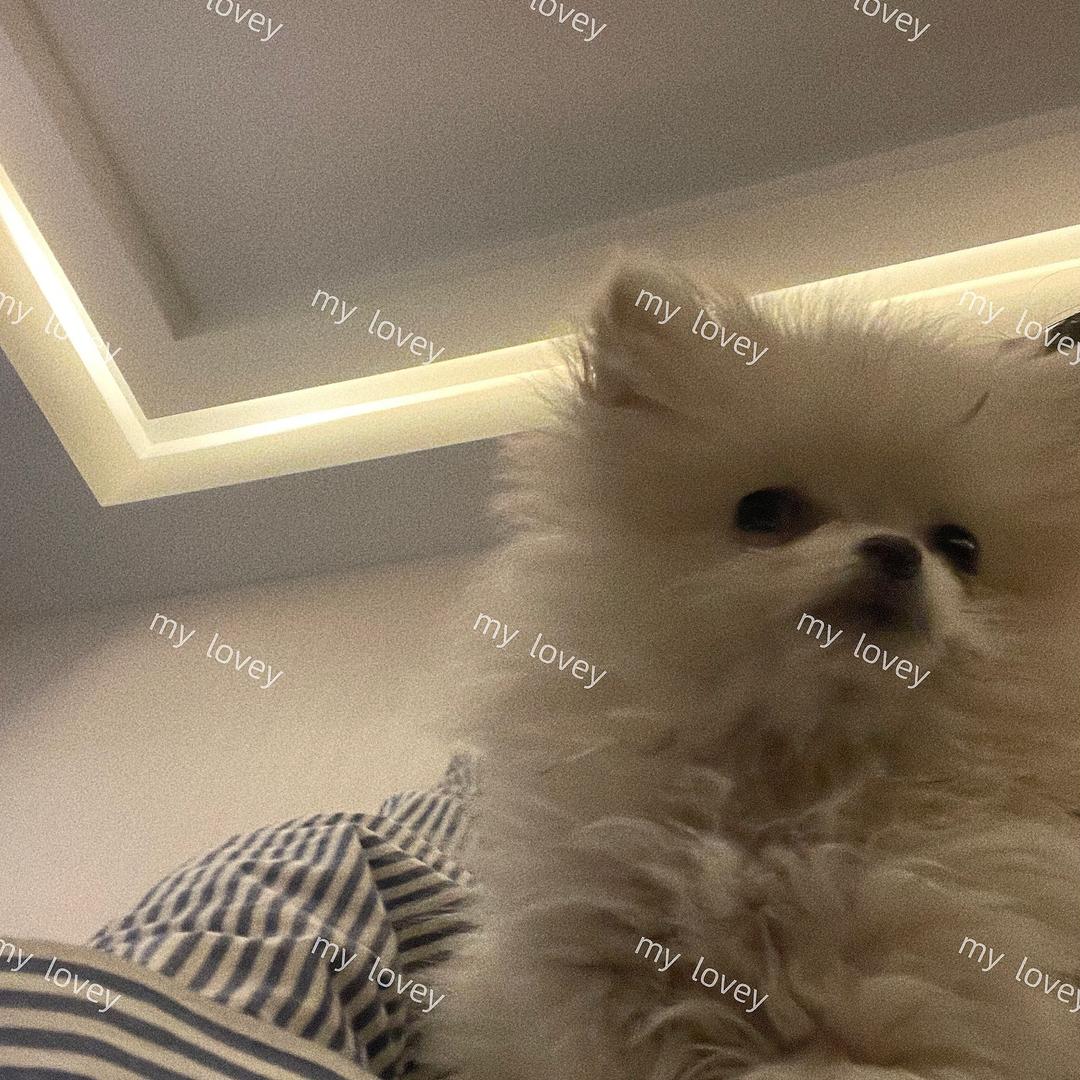 秃秃有点秃^o^