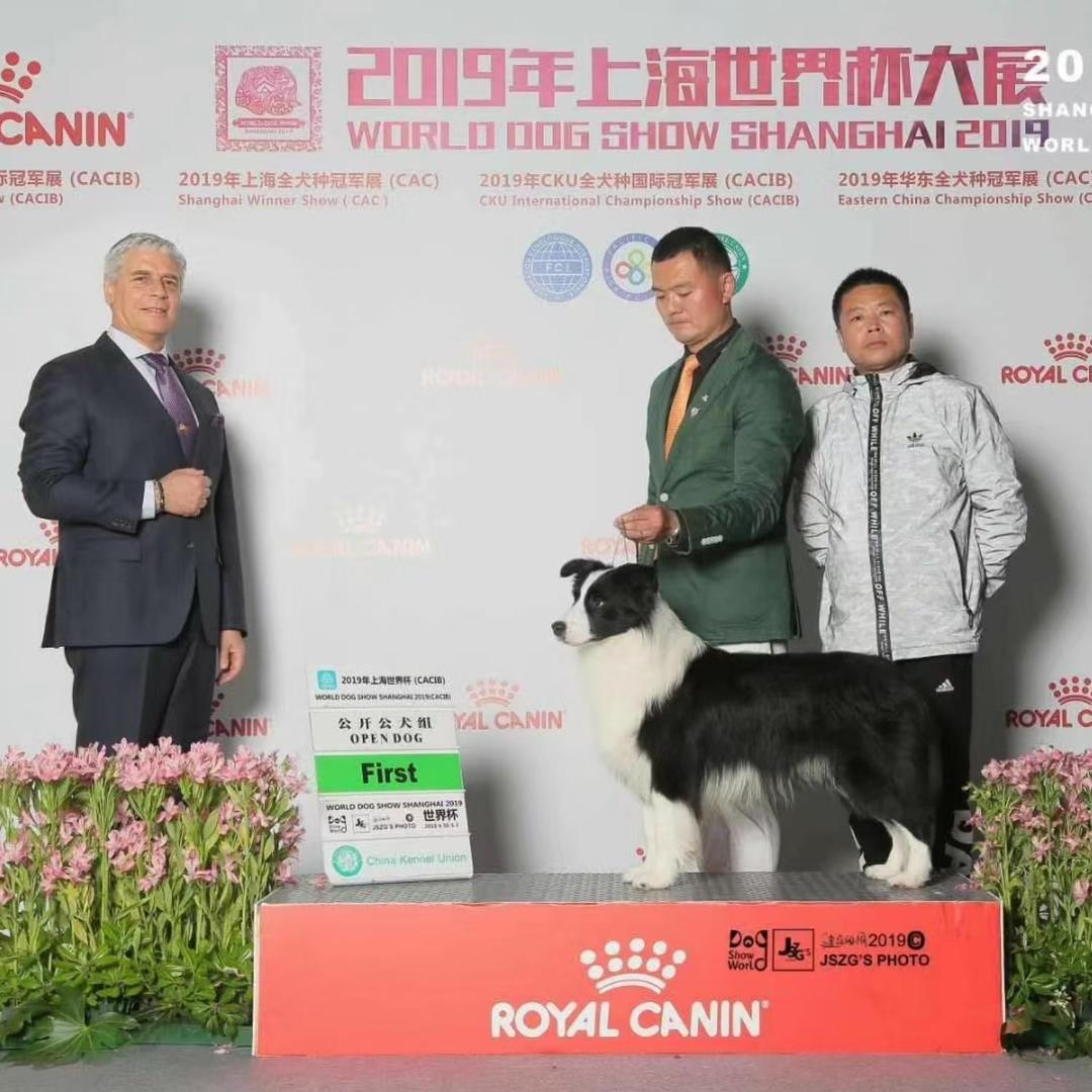 边境牧羊犬@旺牧之家