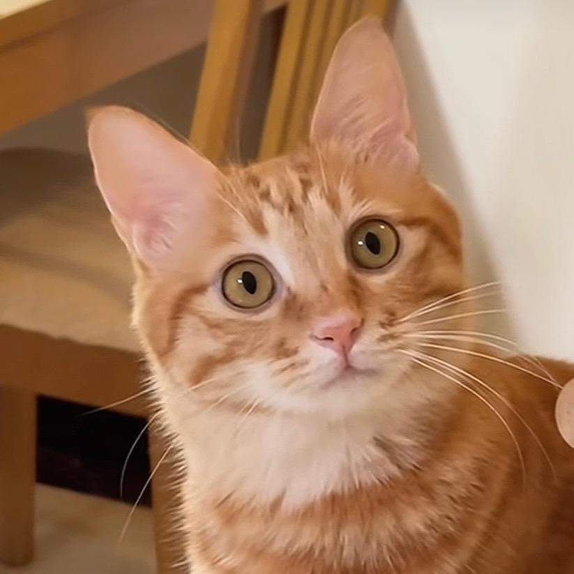 荣兴猪脚饭(陆甲大道）