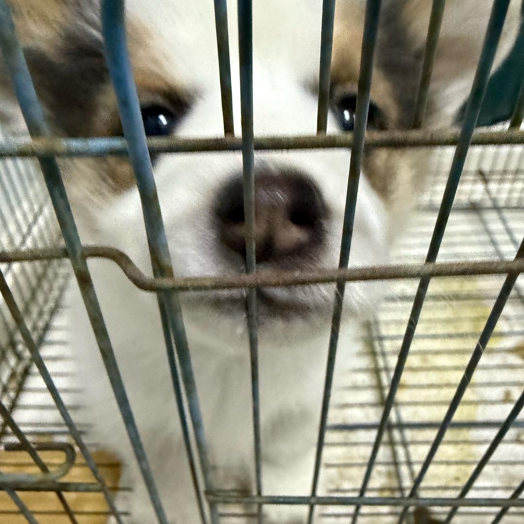 汤加1碗