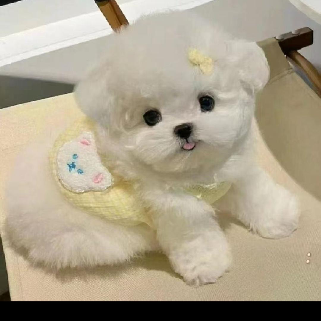 大妹子宠物
