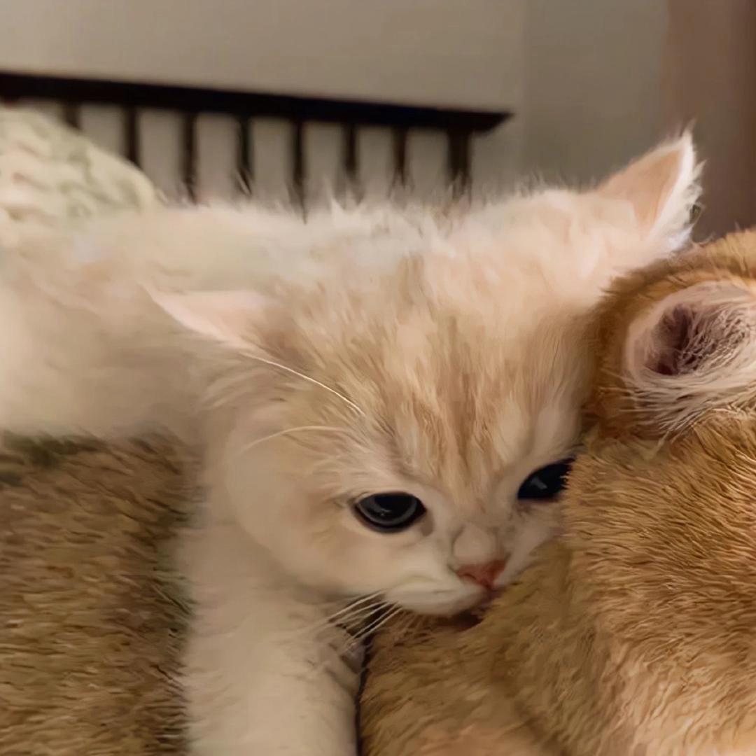 午睡小咪^_−☆