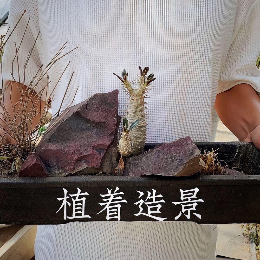 植着造景