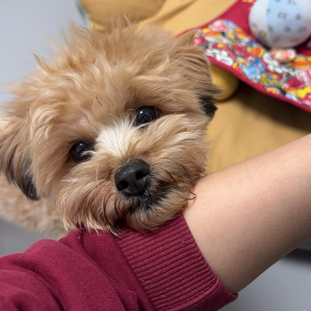 🐶庆庆的日常碎片🌟