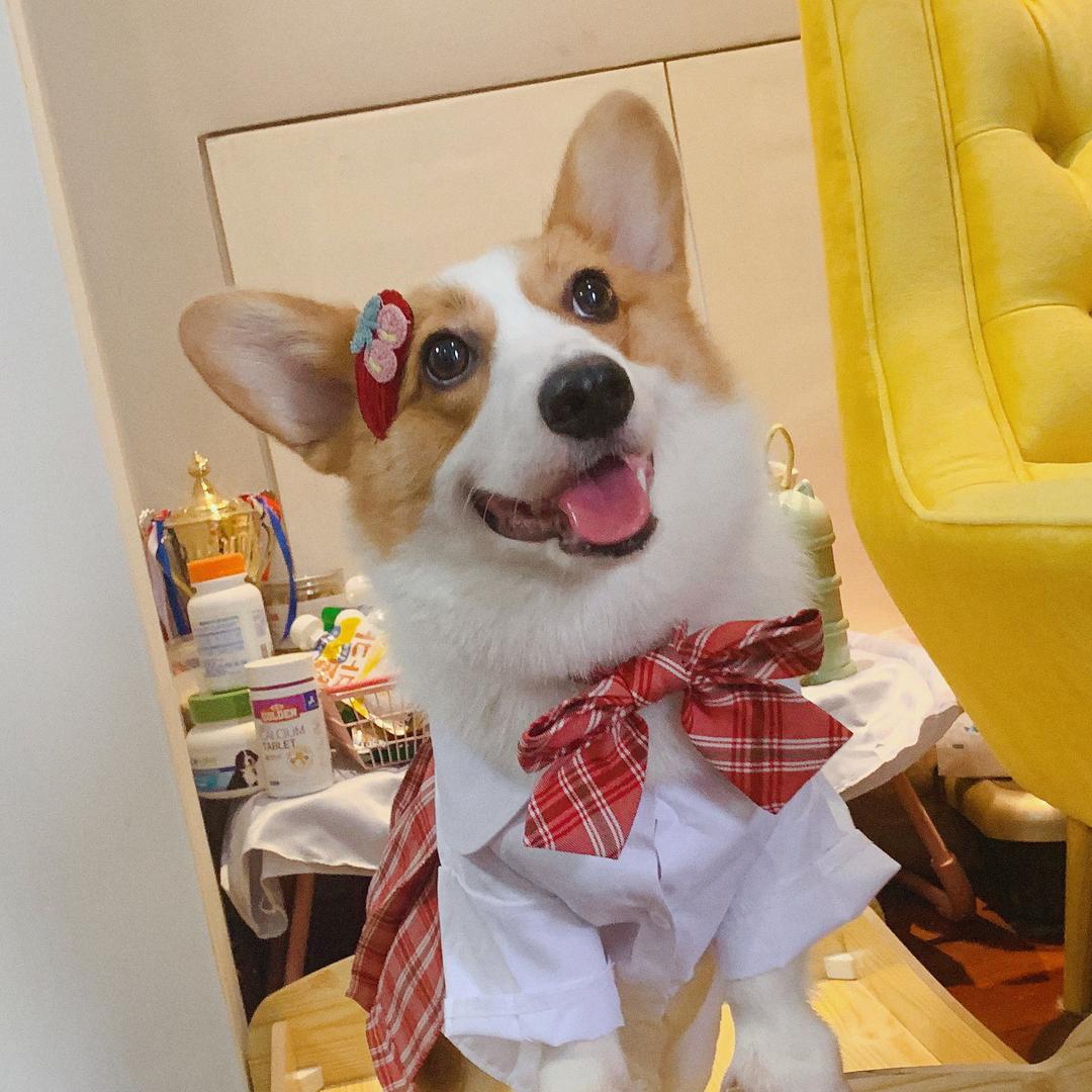 宋金桔