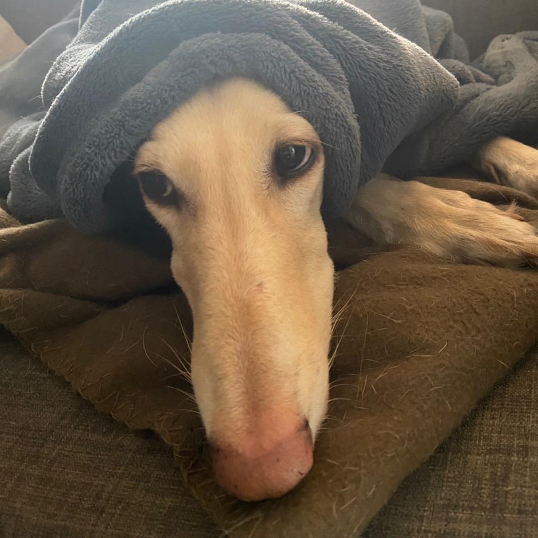 社恐大乌狗是细犬