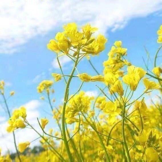 平淡如水