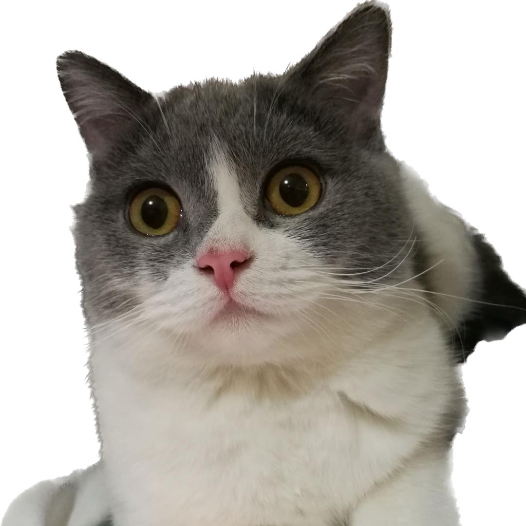 meme猫的小日常