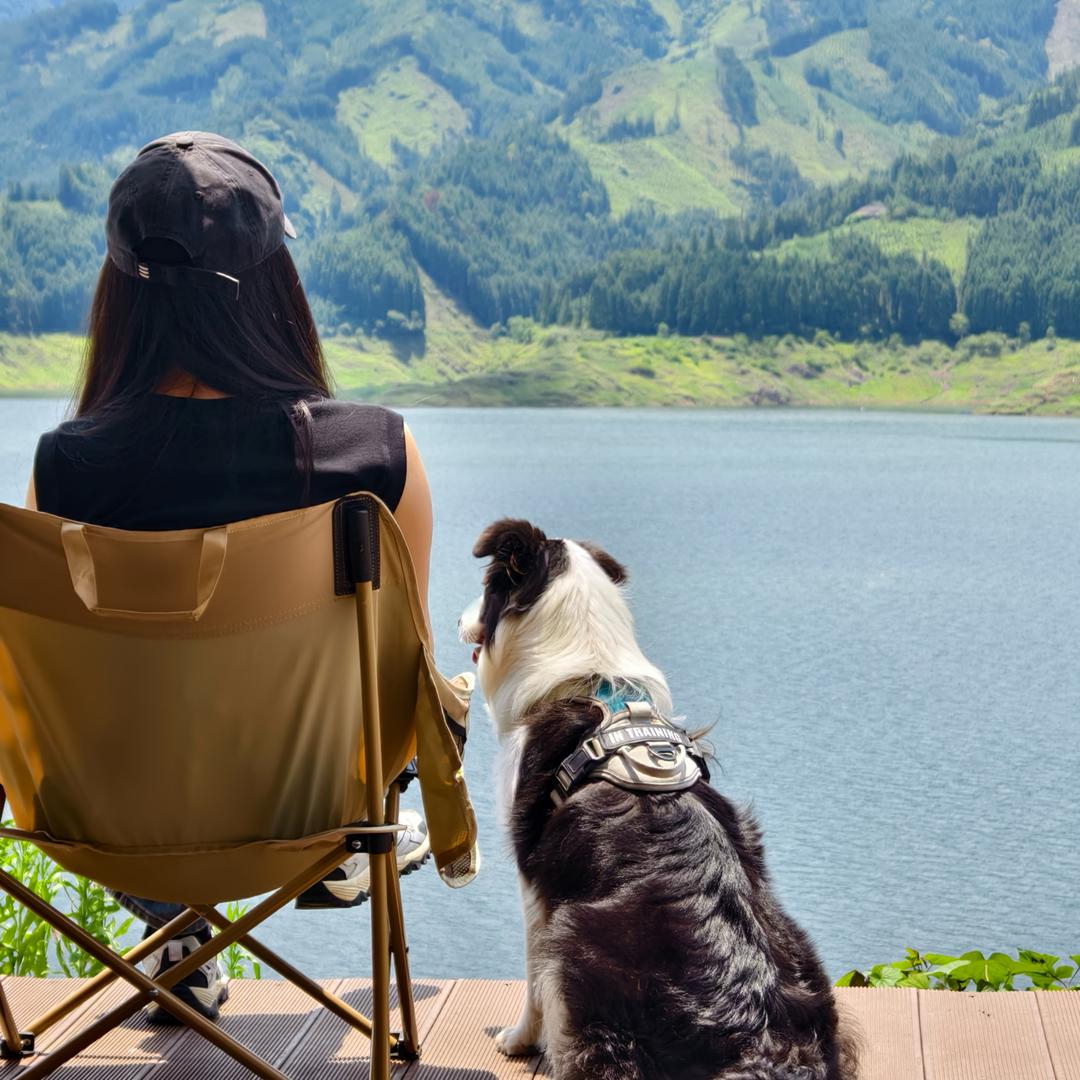 边牧妹妹叫边界