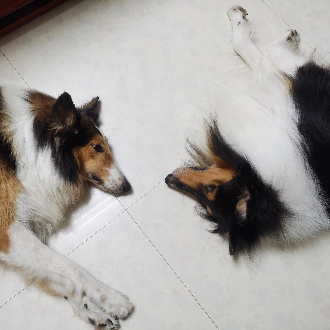 遛遛刘妞妞呀🐶