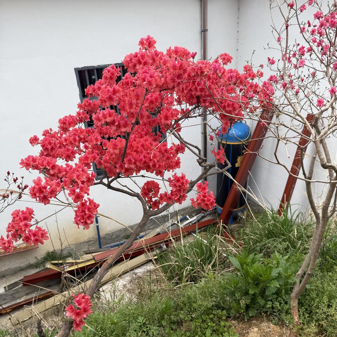 梦琳映山红花卉园艺