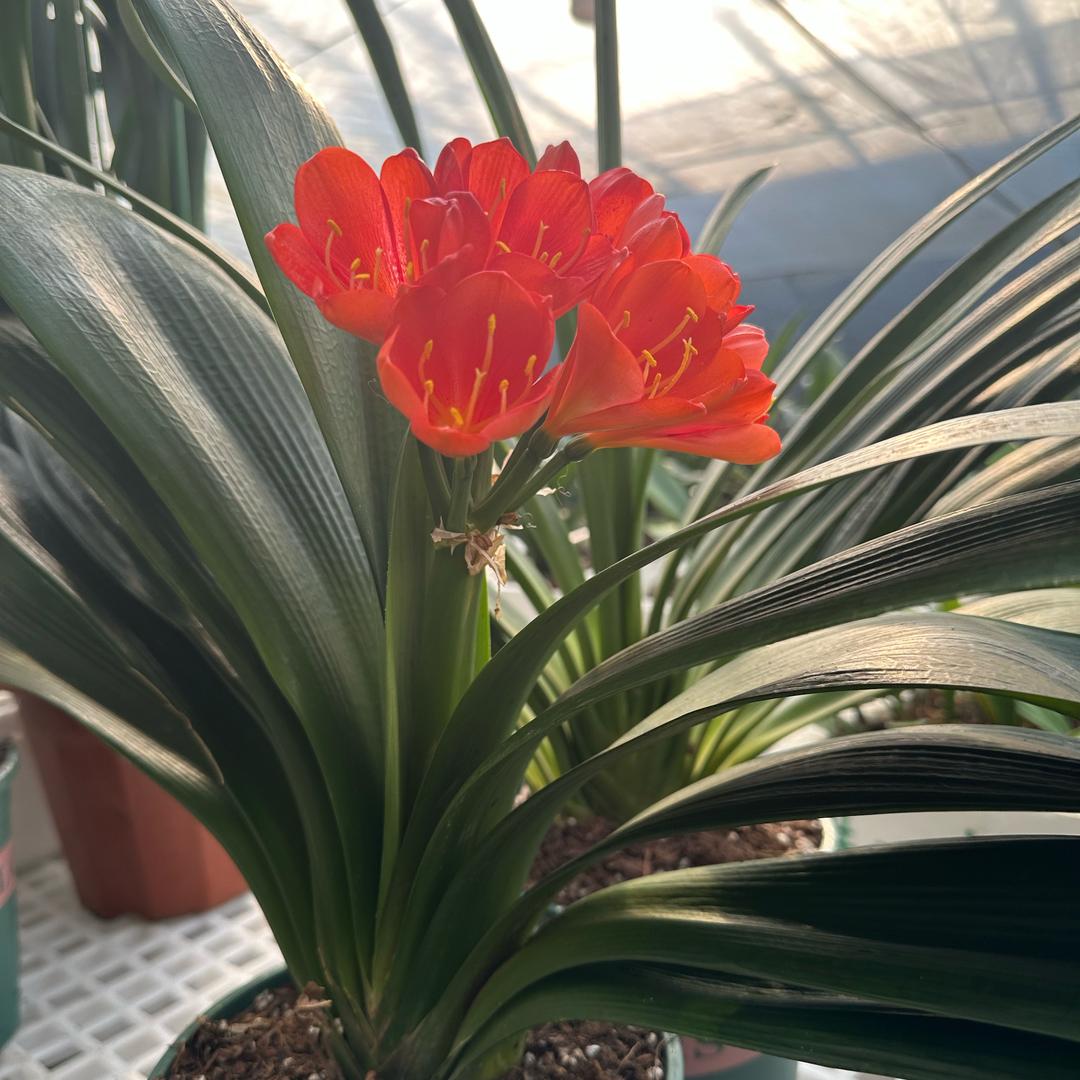 小雪兰花坊