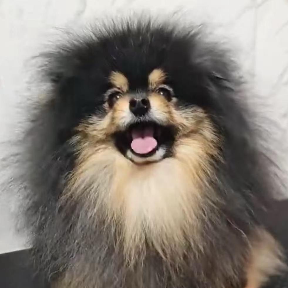 商丘森哥