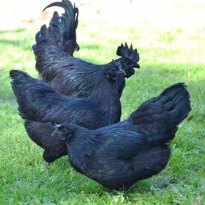 山里人小强创业中