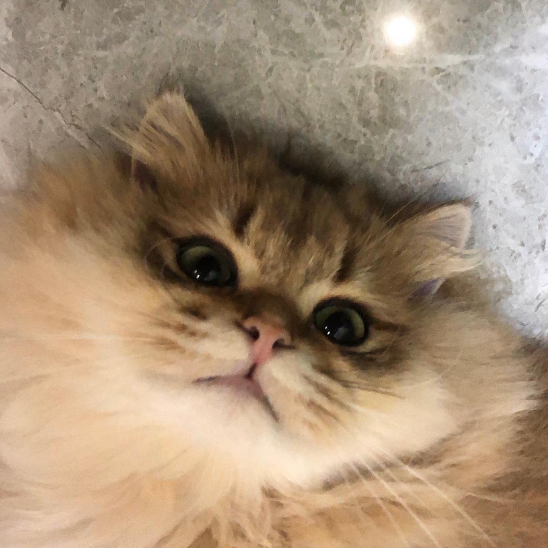 甜瑶_🫧