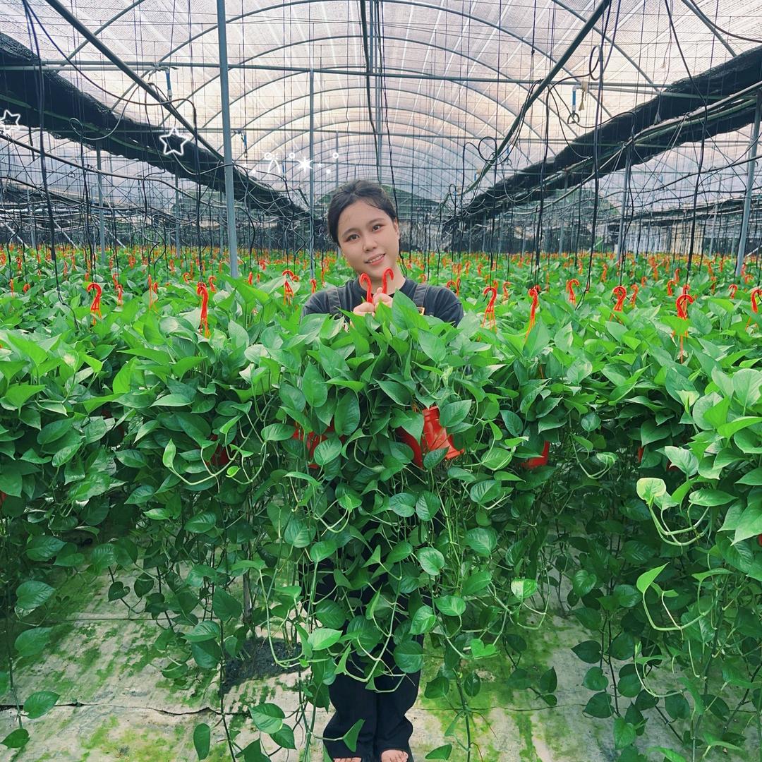 箩屿森林LuoYuforest