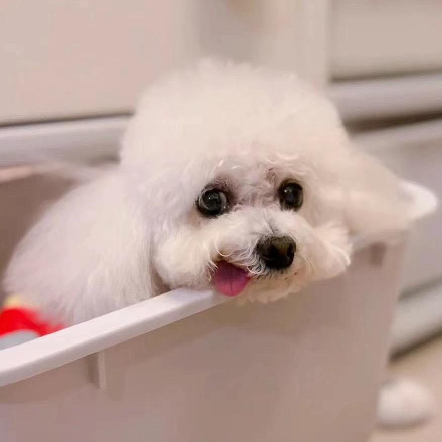 雪儿和维尼的养老生活🐩🐻