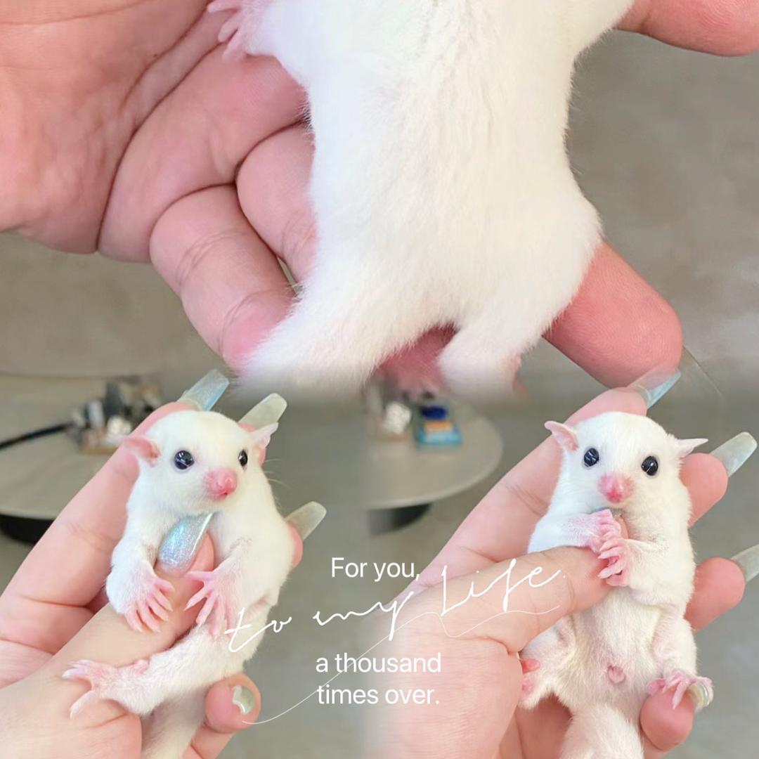 优宠异族