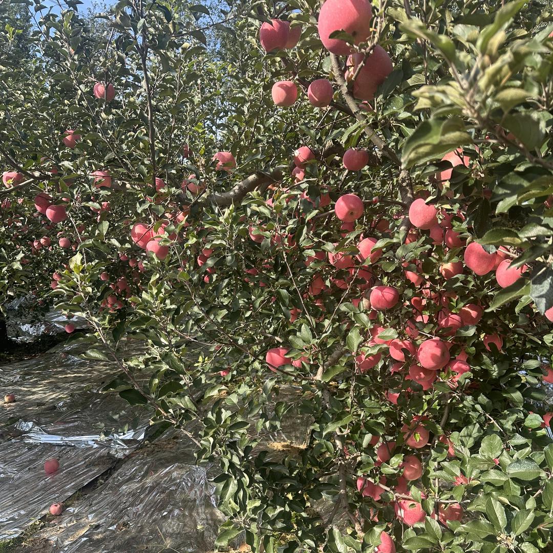 山东农家苹果