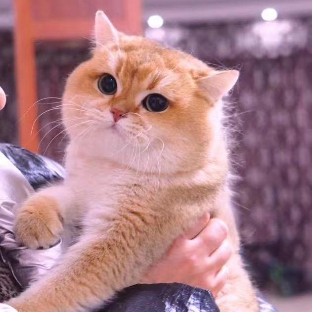 HouseKitty猫舍