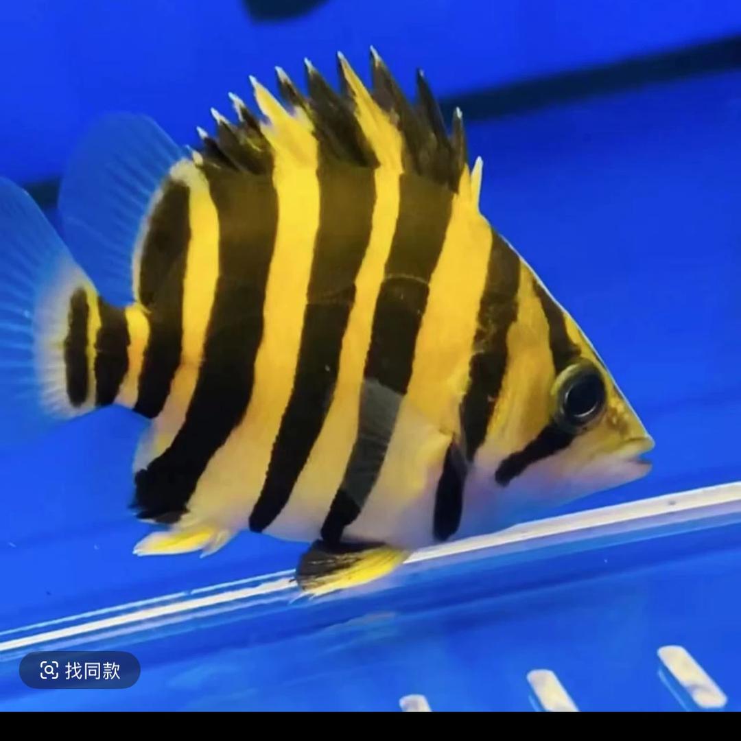 非洲虎鱼中转