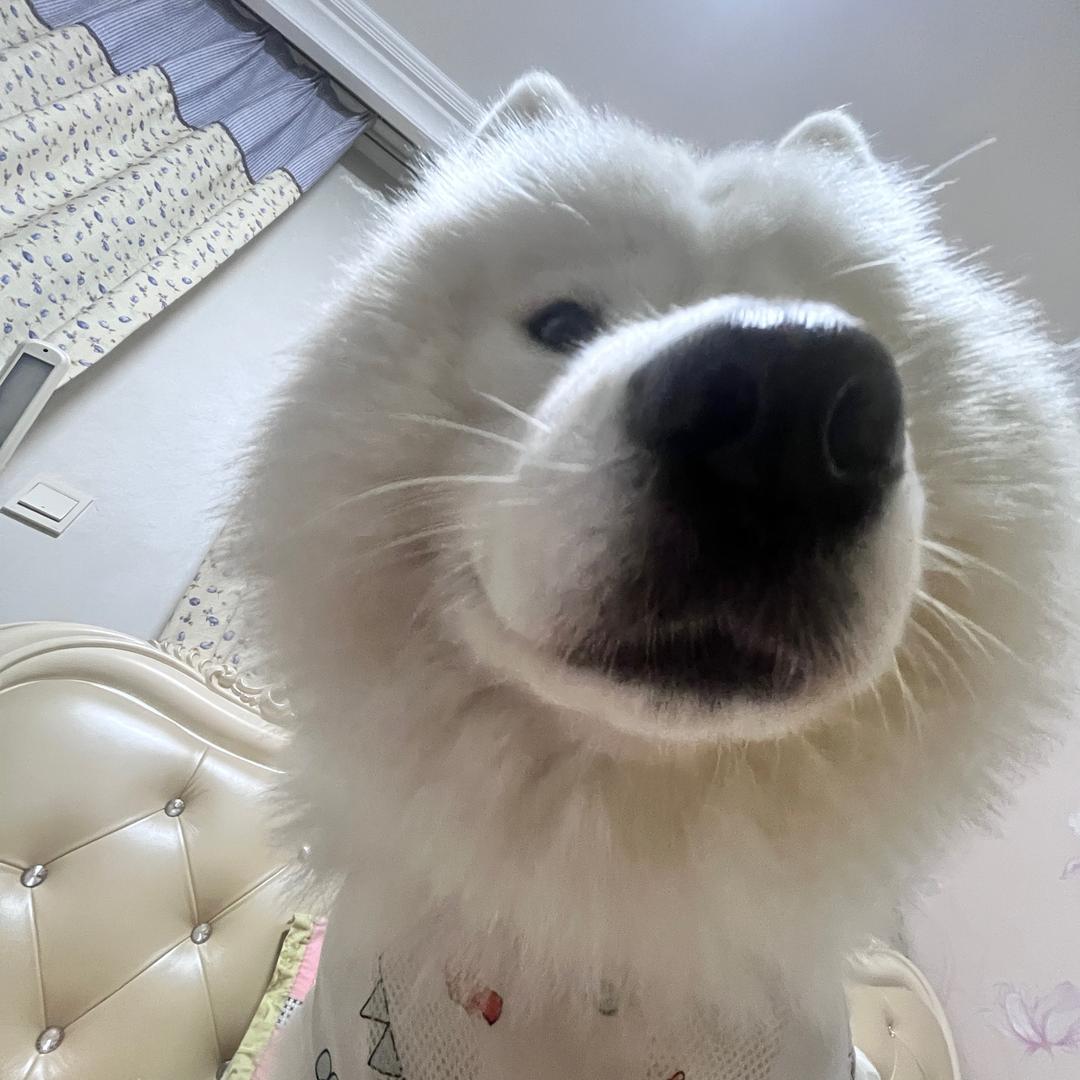 YY0 🐾