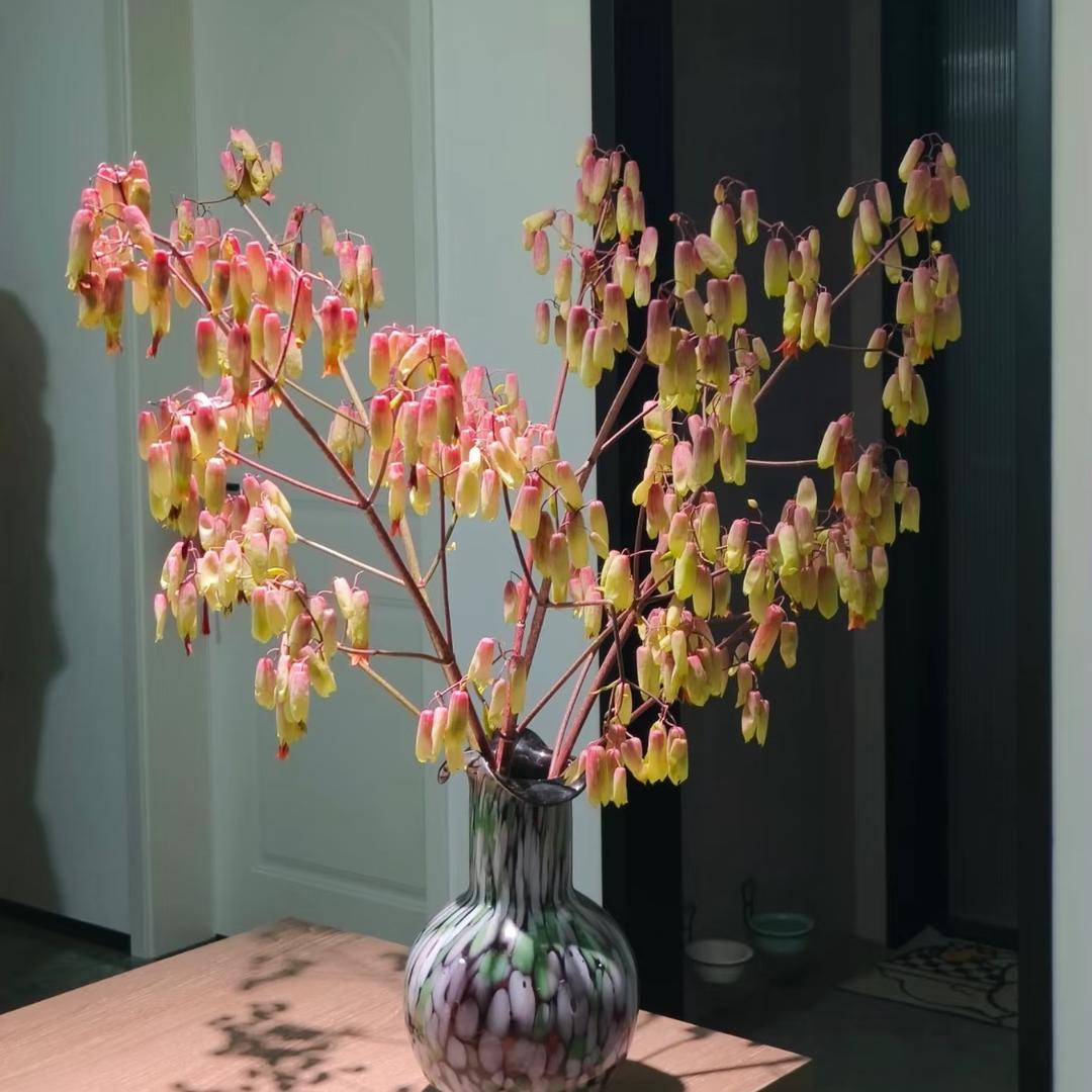 大敏