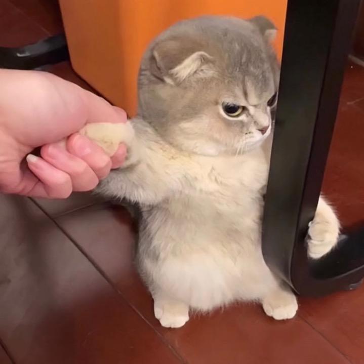 沃德天·威森莫·拉莫帅