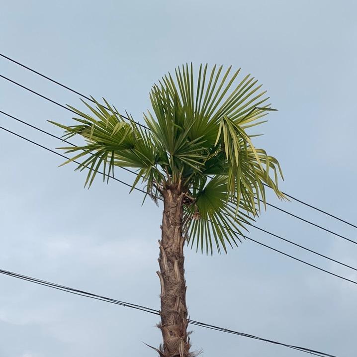 （马口）宽粉批发