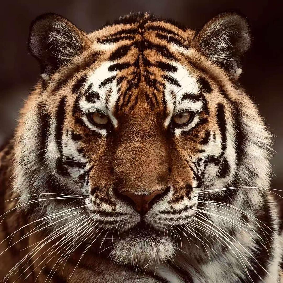 小窦