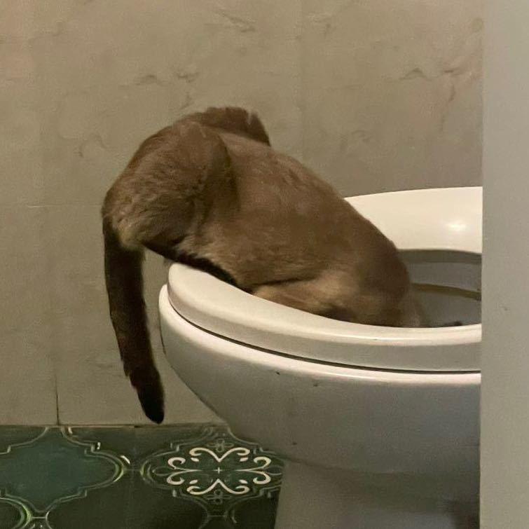 敢卖就敢磕