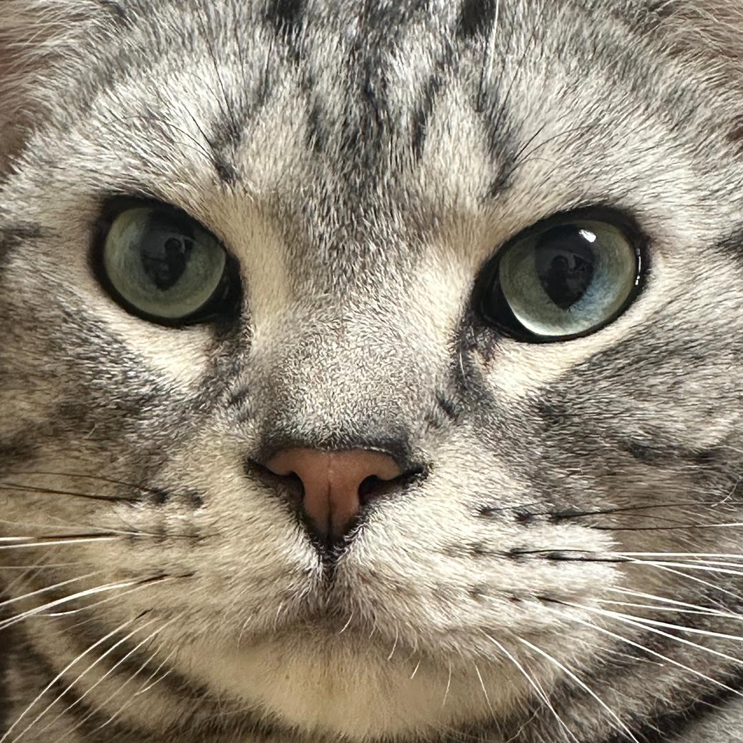 普猫小钱🐈