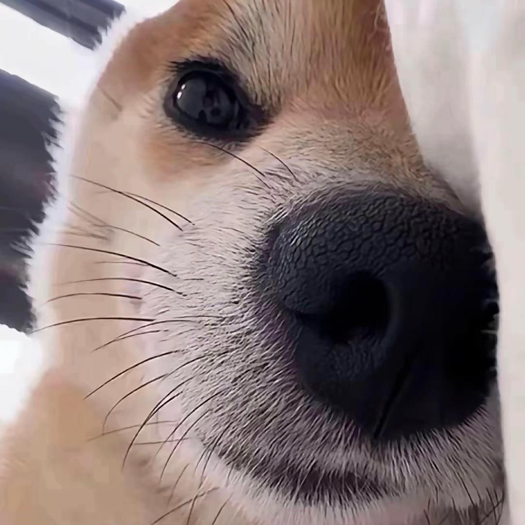 不吃不喝（躺平版）