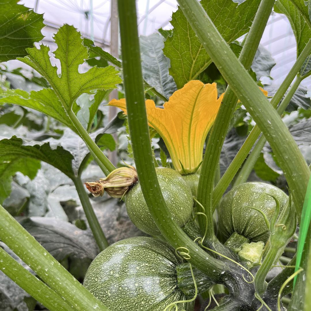 生鲜队长「优质农产品」