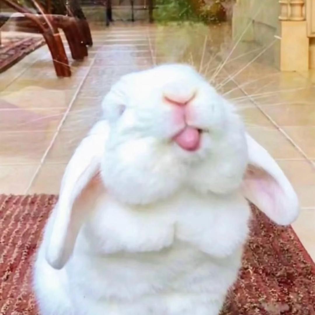 鸢阮
