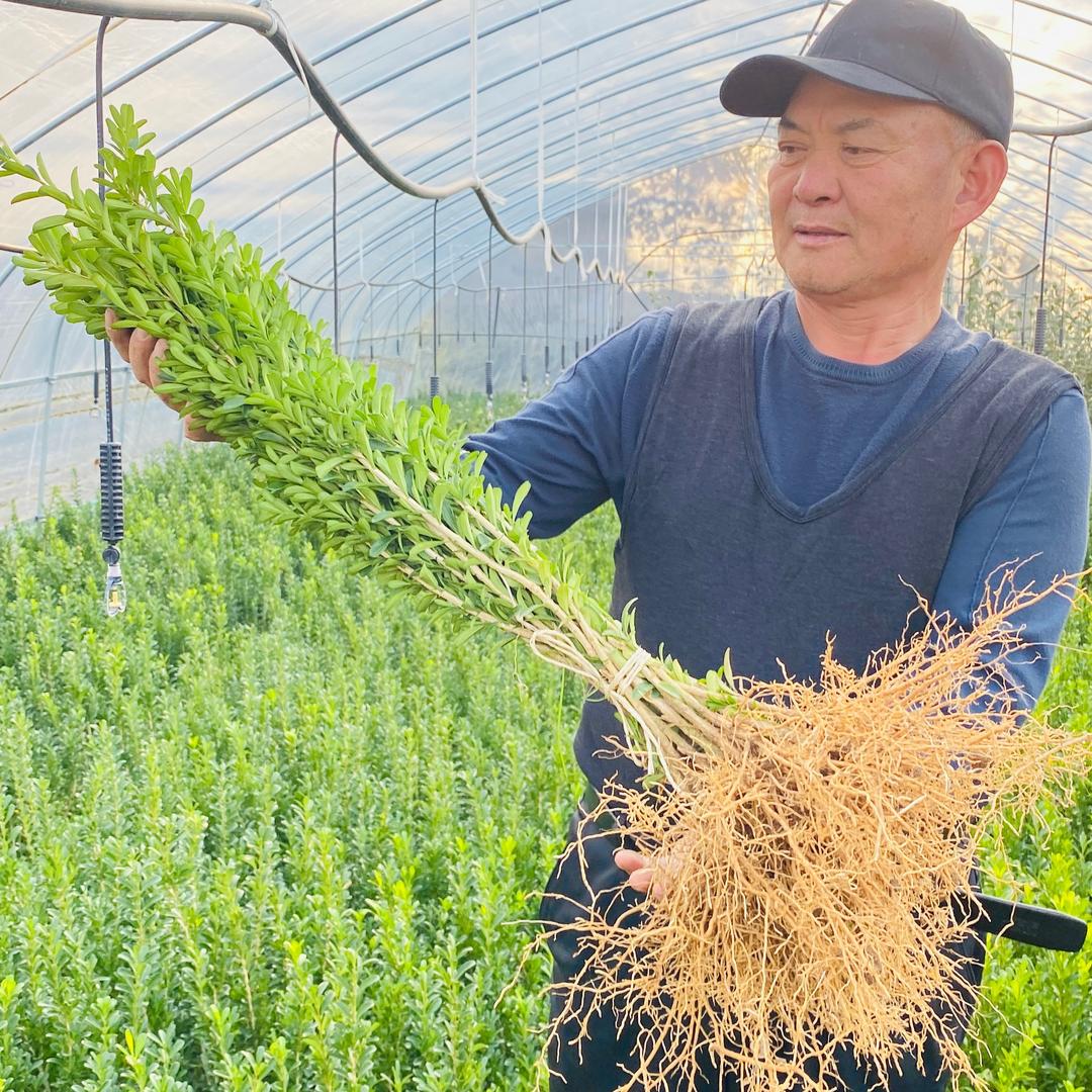 北方雀舌黄杨孙庆国